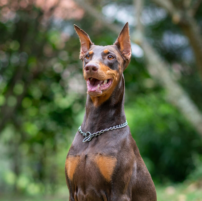 Dog sitting on grass looking curious toward the camera.