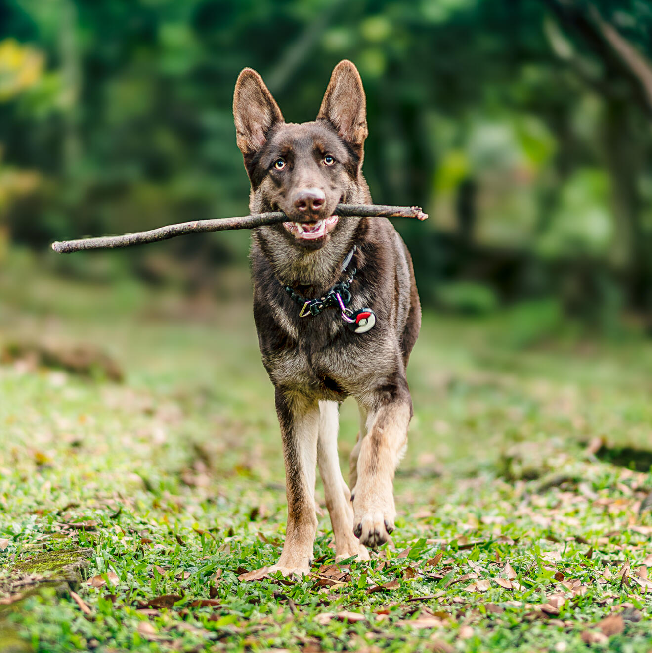 Young German Shepherd standing on grass and looking alert at the camera.