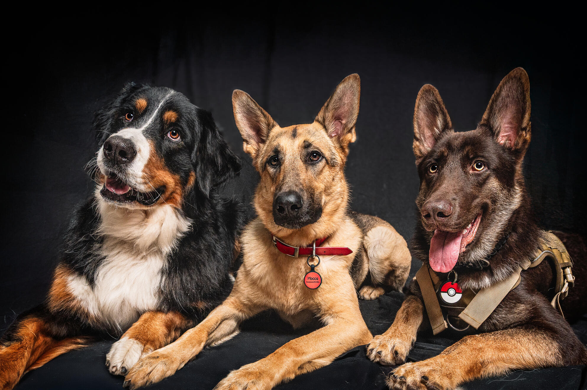 Studio portrait of German Shepperd posing against a neutral backdrop.