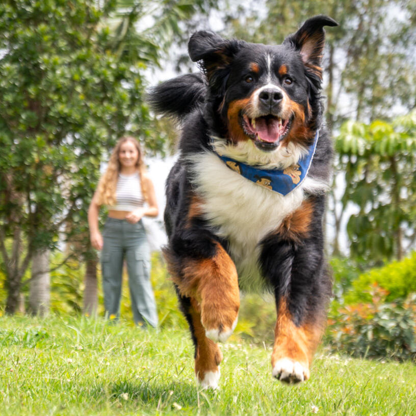 An energetic Bernese mountain dog running toward the camera